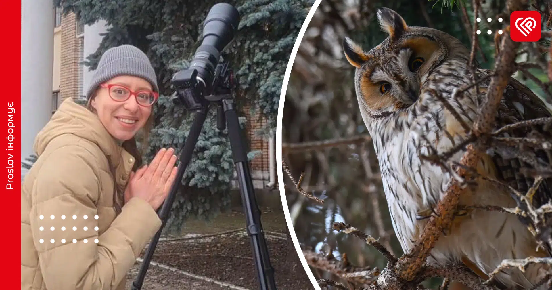 Переяславські вухаті сови розлетілися соцмережами: їх відзняла українська блогерка