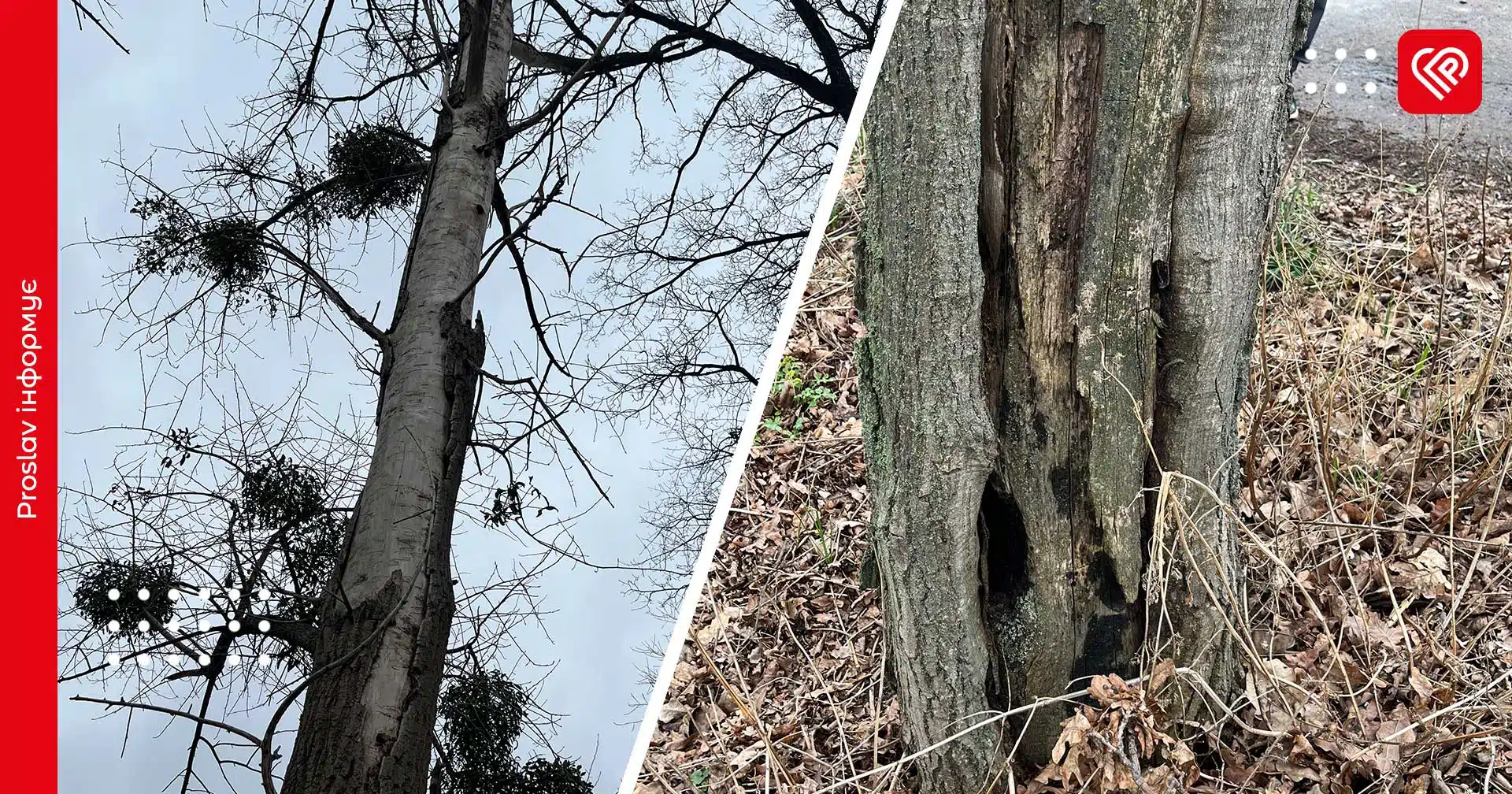 У Переяславі видалять понад 30 аварійних дерев – рішення виконкому