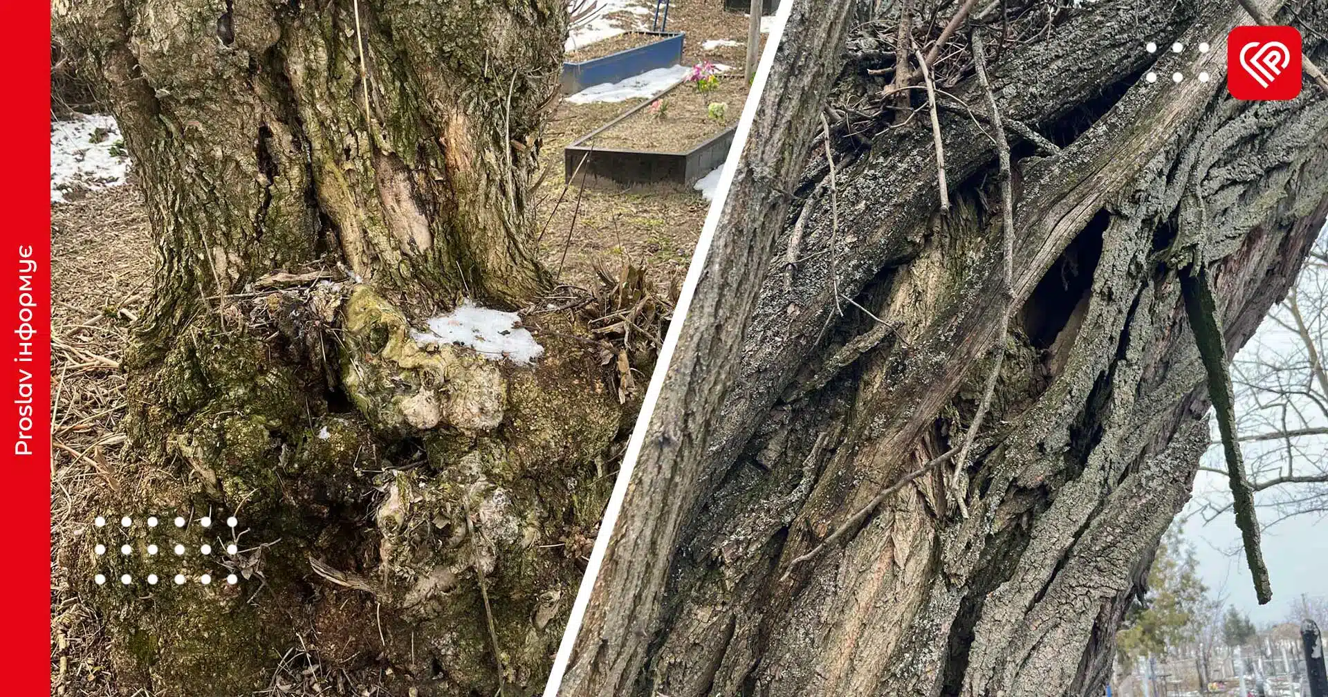 У Переяславській громаді видалять понад 30 аварійних дерев – рішення виконкому