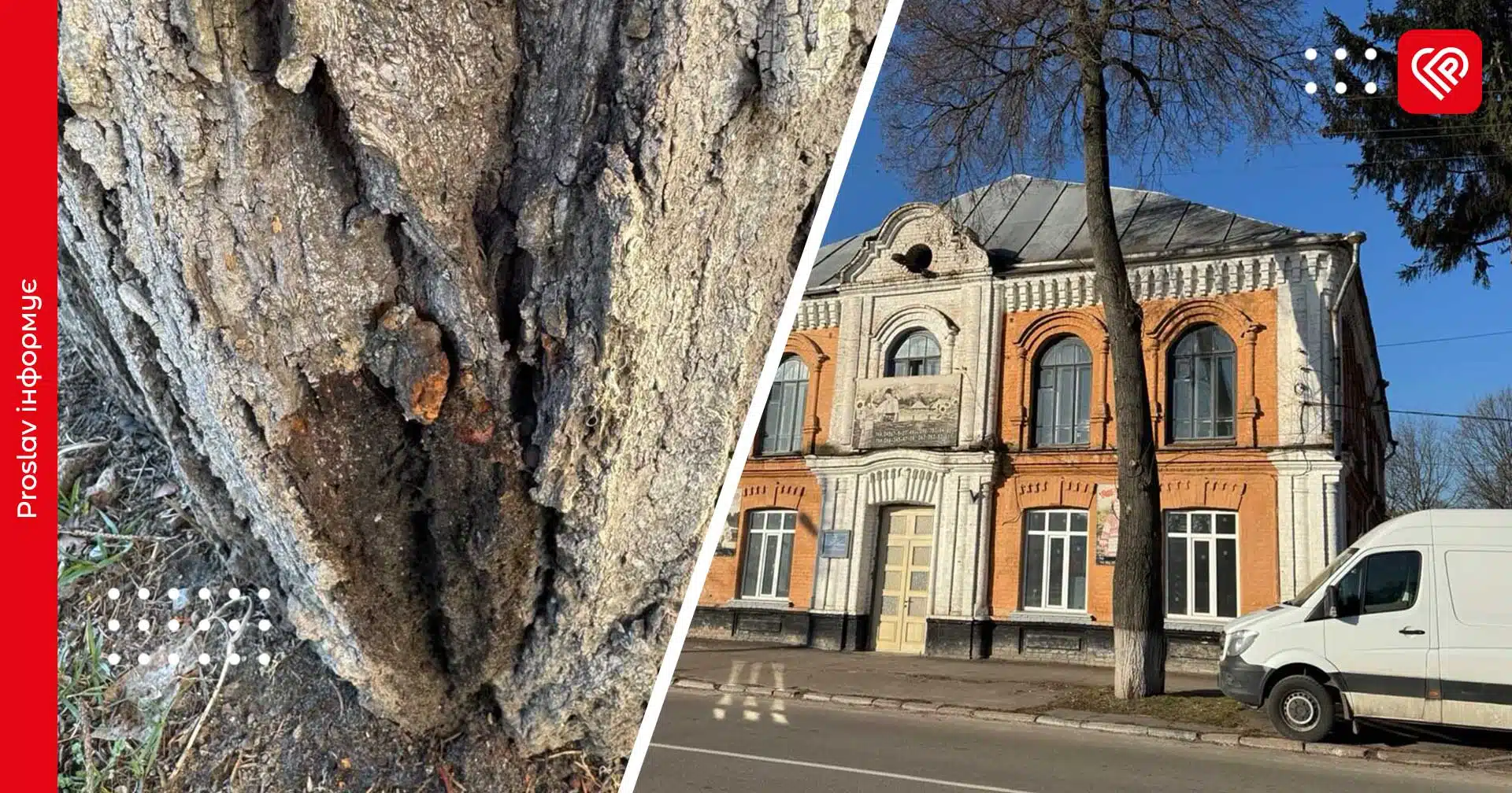 Знищення природи та історії: хто відповість за отруєну липу поблизу синагоги Переяславі