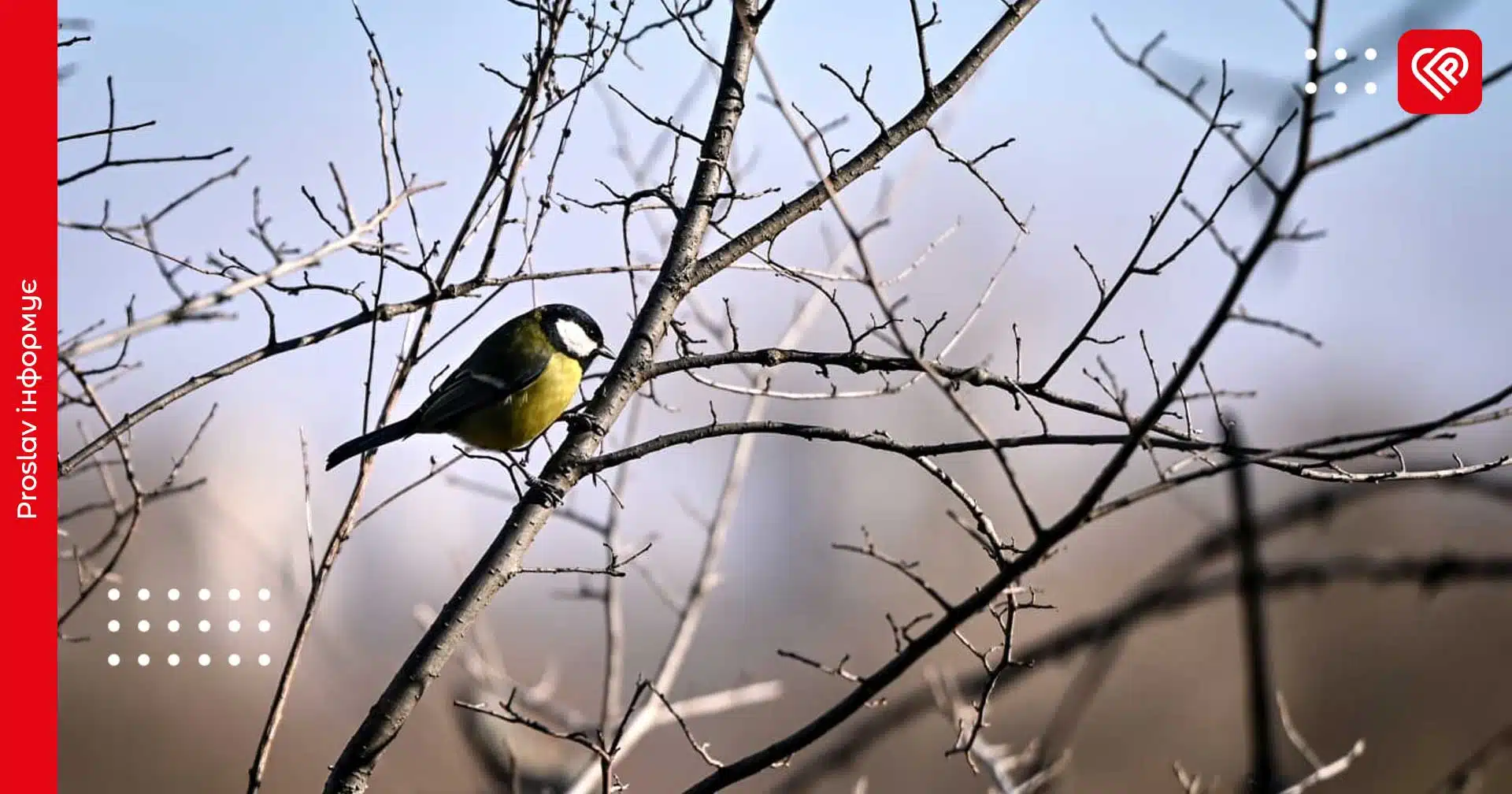Синоптики: вранці 28 березня Київщину встелить туманом