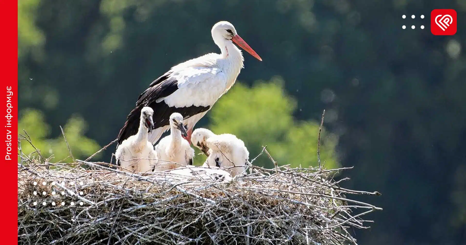 На Київщині повітря прогріється до 18 градусів: прогноз на 29 березня