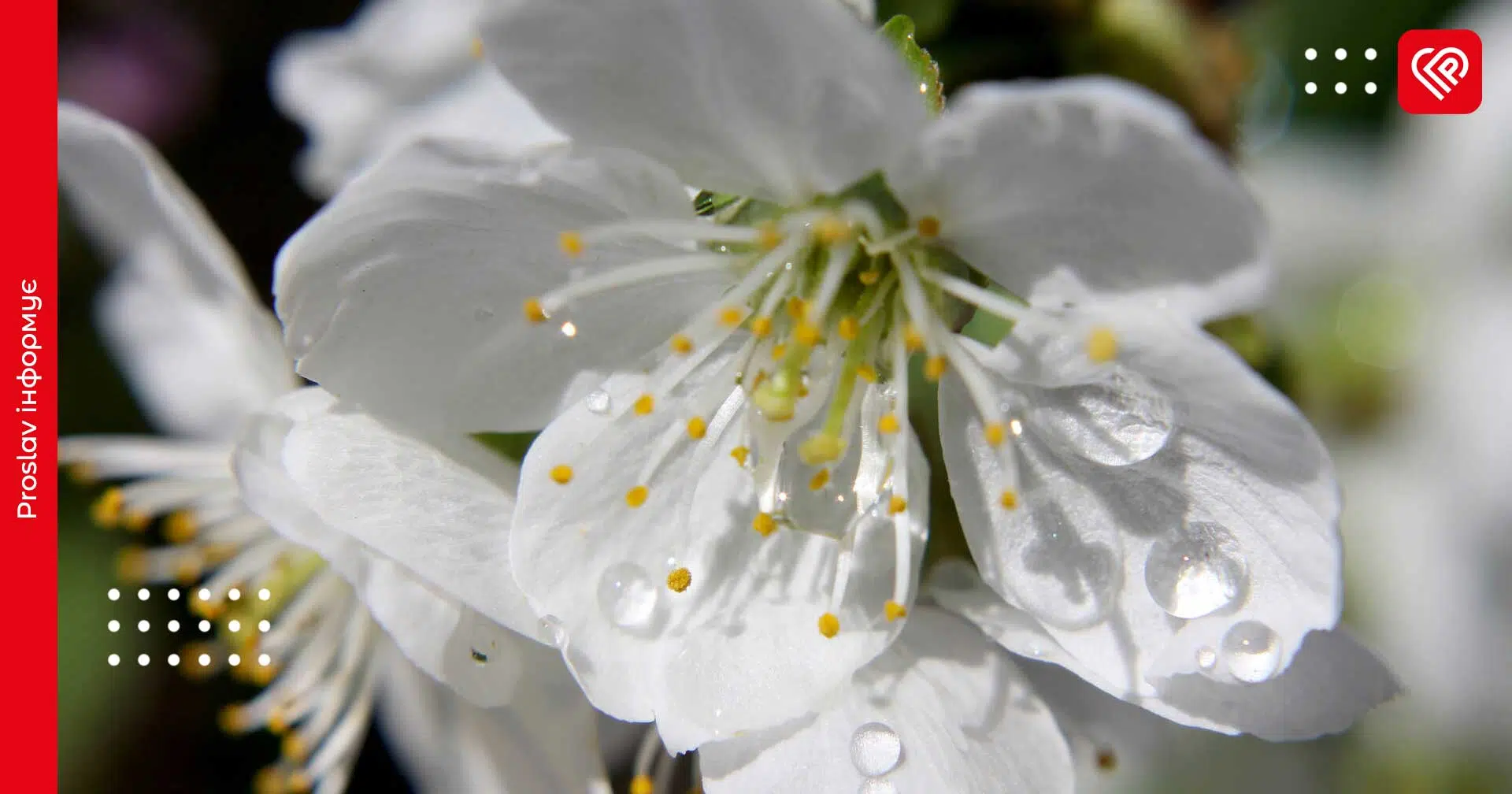 Прогноз на 30 березня: на Київщині очікується невеликий дощ та весняне тепло