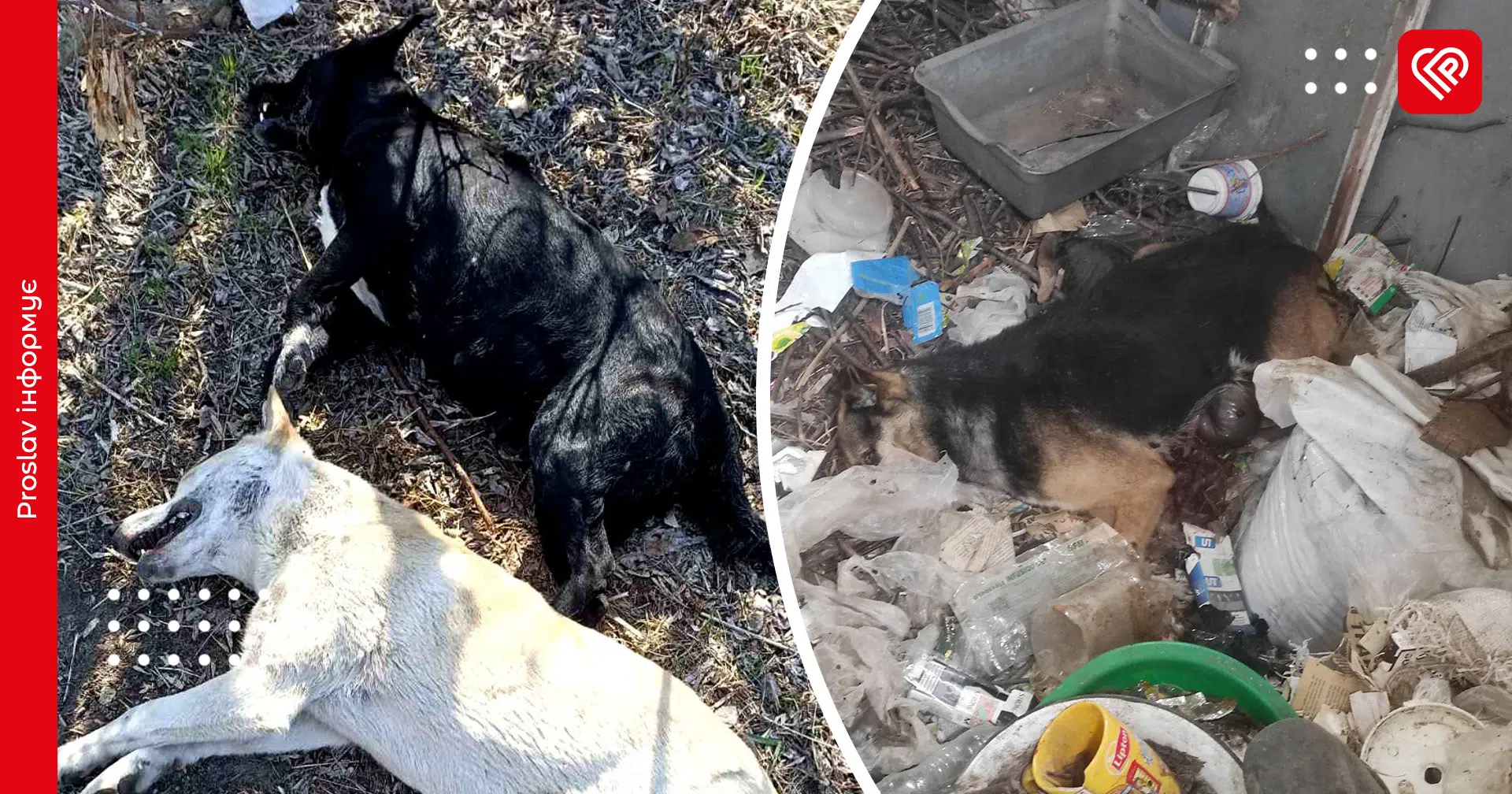У Переяславі знаходять закатованих і отруєних собак: зоозахисники шукають злочинців