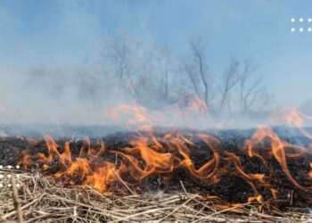 У Переяславі на місці пожежі сухої трави знайшли обгоріле тіло чоловіка – дайджест поліції