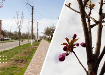 У Переяславі розпочали озеленення за рахунок екологічного податку
