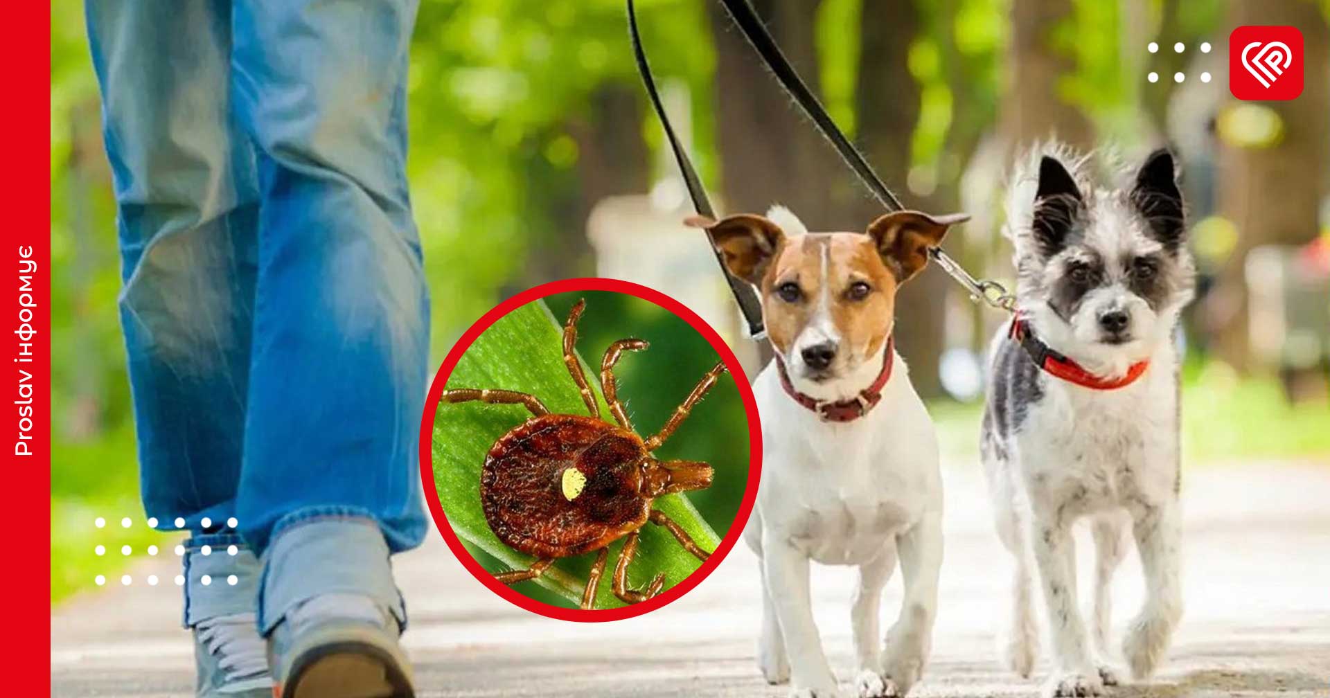 Укус кліща: як діяти людям і захистити тварин – поради МОЗ та експертів