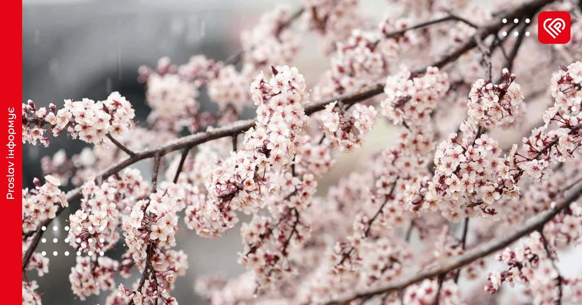 Заморозки, туман та значне потепління: синоптики зробили прогноз на 13 квітня по Київщині