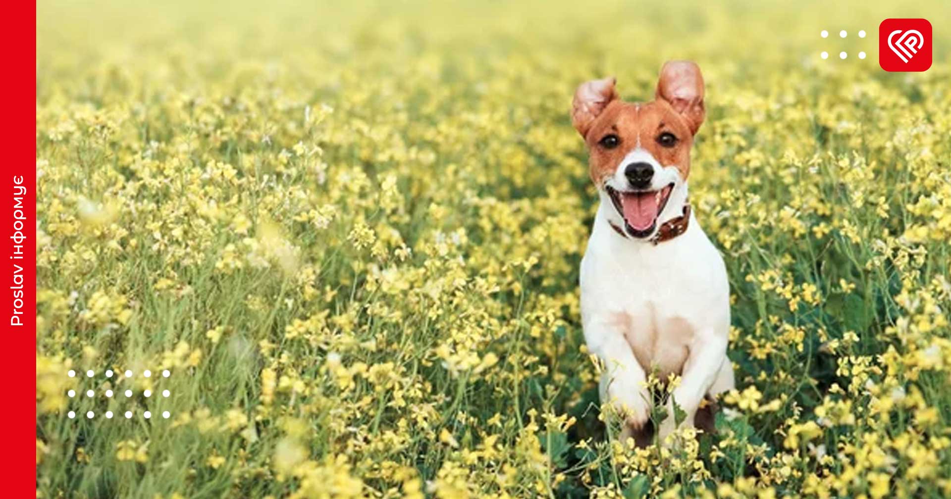 Прогноз на 23 квітня: на Київщині буде тепло та без опадів