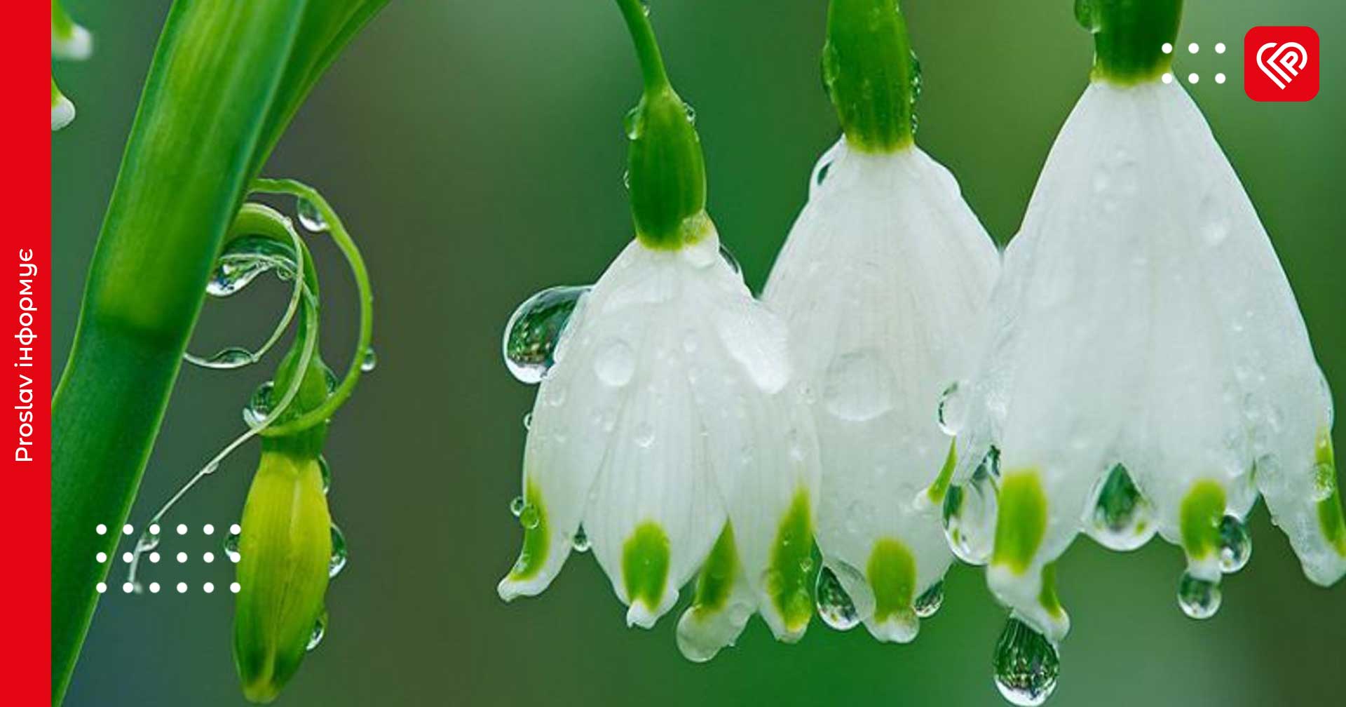 Вночі на Київщині можливий короткочасний дощ: прогноз на 26 квітня