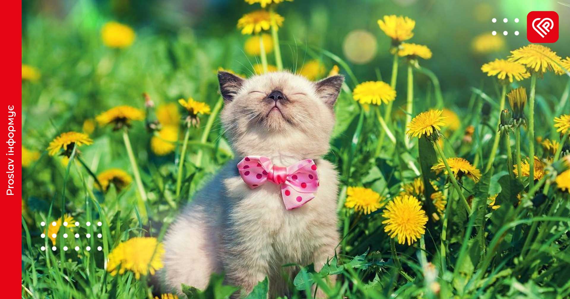 Якою погодою запам'ятається останній день квітня на Київщині: синоптики зробили прогноз