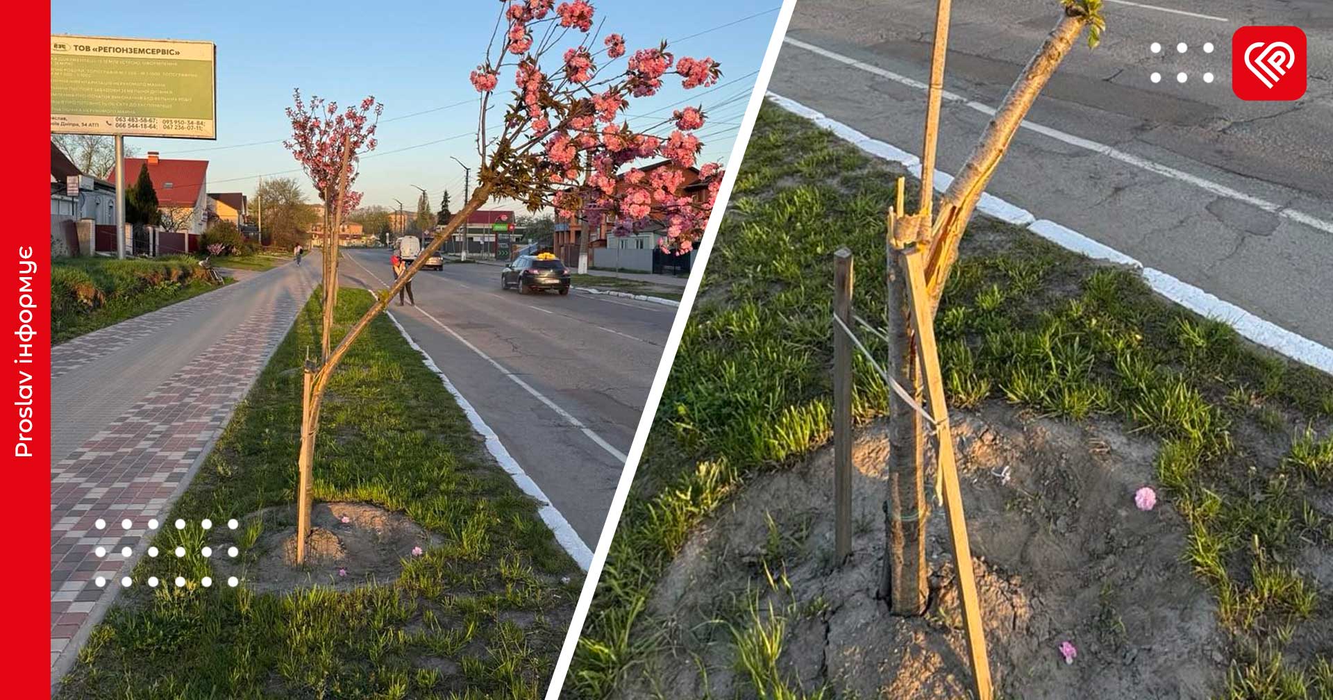 У Переяславі невідомі пошкодили сакуру: реакція мешканців