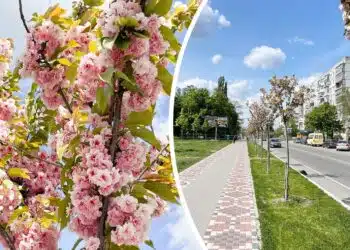 У Переяславі квітнуть сакури: цікаві факти про японське дерево на українській землі (фото, відео)