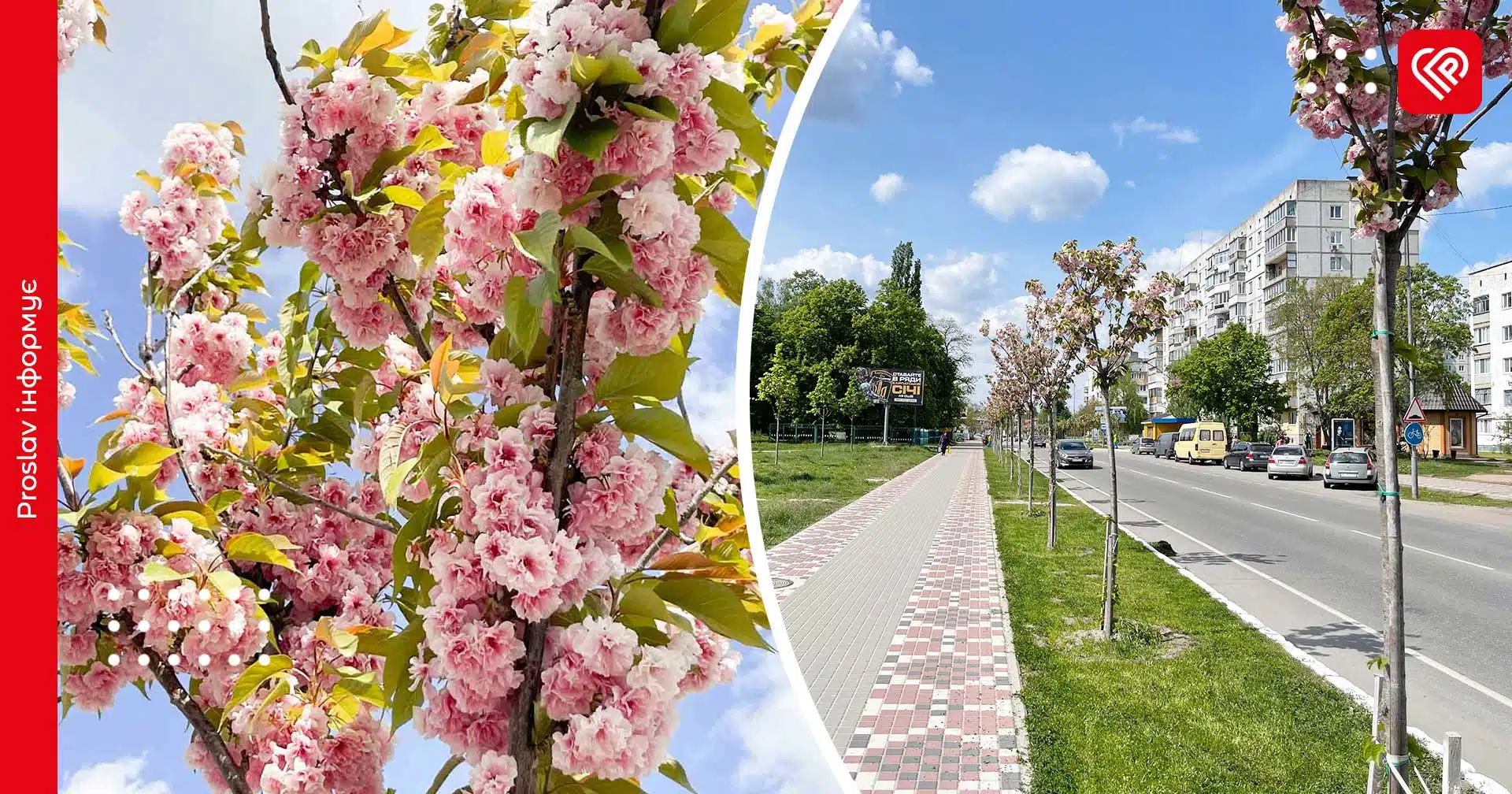 У Переяславі квітнуть сакури: цікаві факти про японське дерево на українській землі (фото, відео)