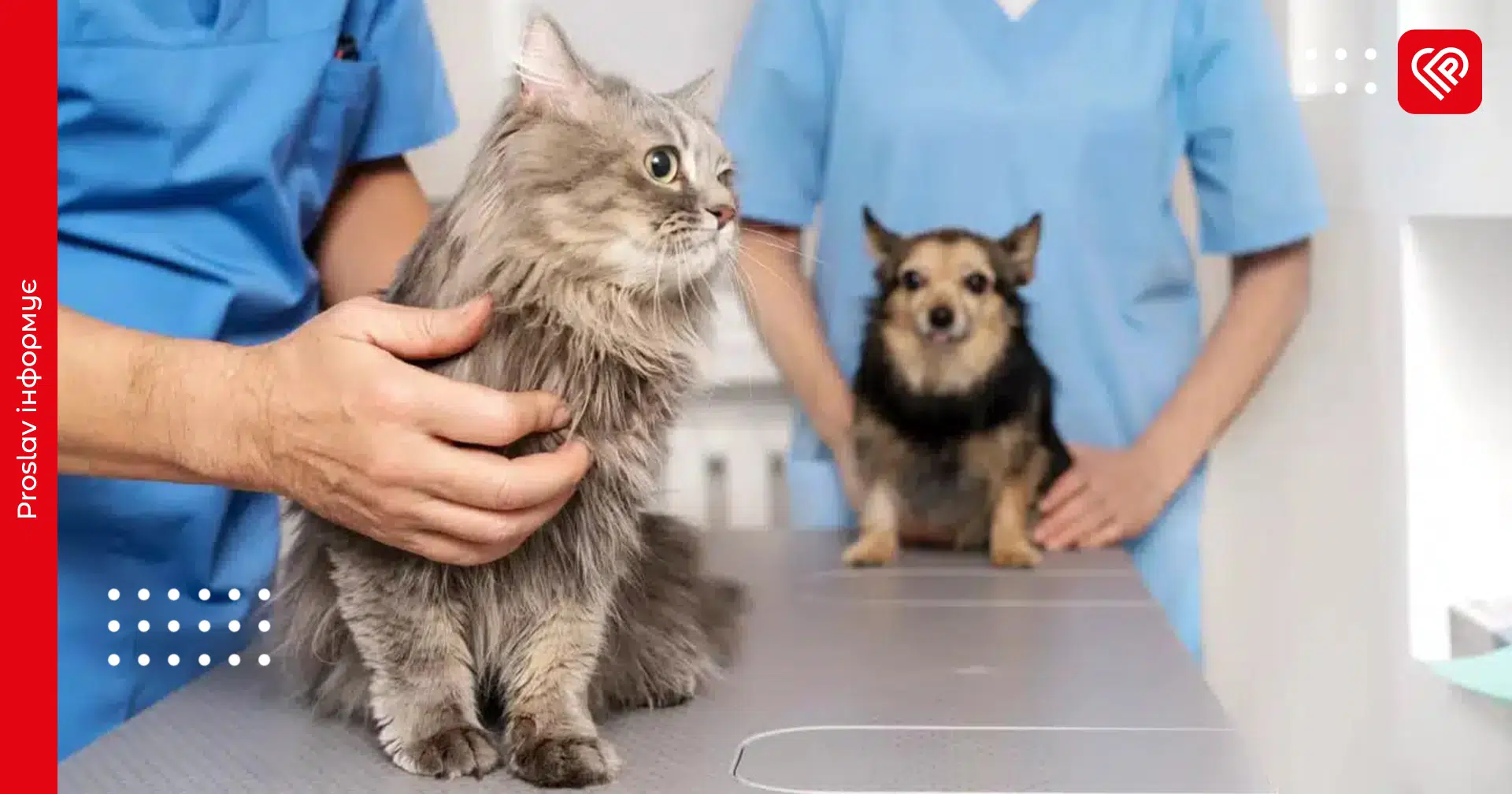 У Переяславі можна безкоштовно вакцинувати домашніх тварин від сказу