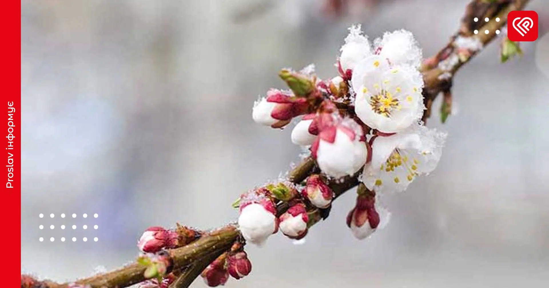 На початку тижня на Київщині очікуються заморозки та мокрий сніг – гідрометцентр