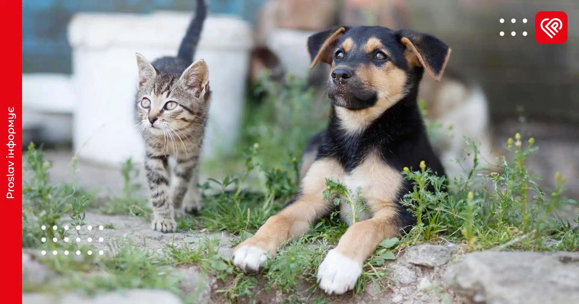 У Переяславській громаді в межах програми простерилізували 16 безпритульних тварин: скільки коштів виділили та чи вистачить їх до кінця року
