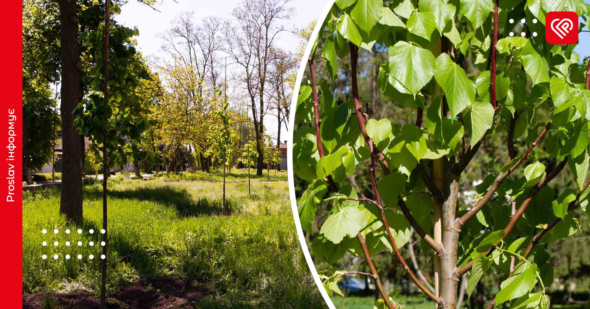 У парку Шевченка в Переяславі висадили нові дерева (фото)