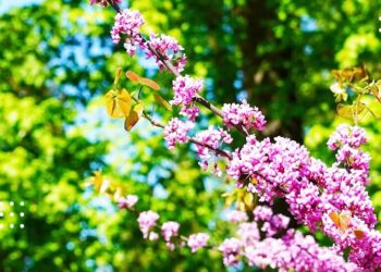 Вночі на Київщині може задощити: прогноз на 7 травня