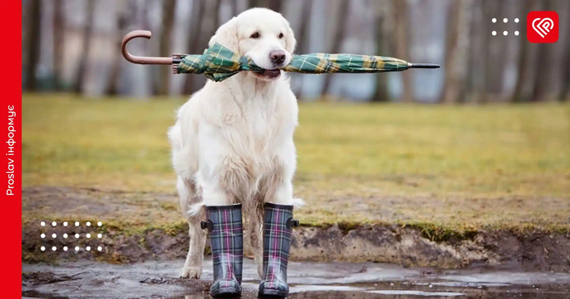 На Київщині може задощити: синоптики зробили прогноз на 10 травня