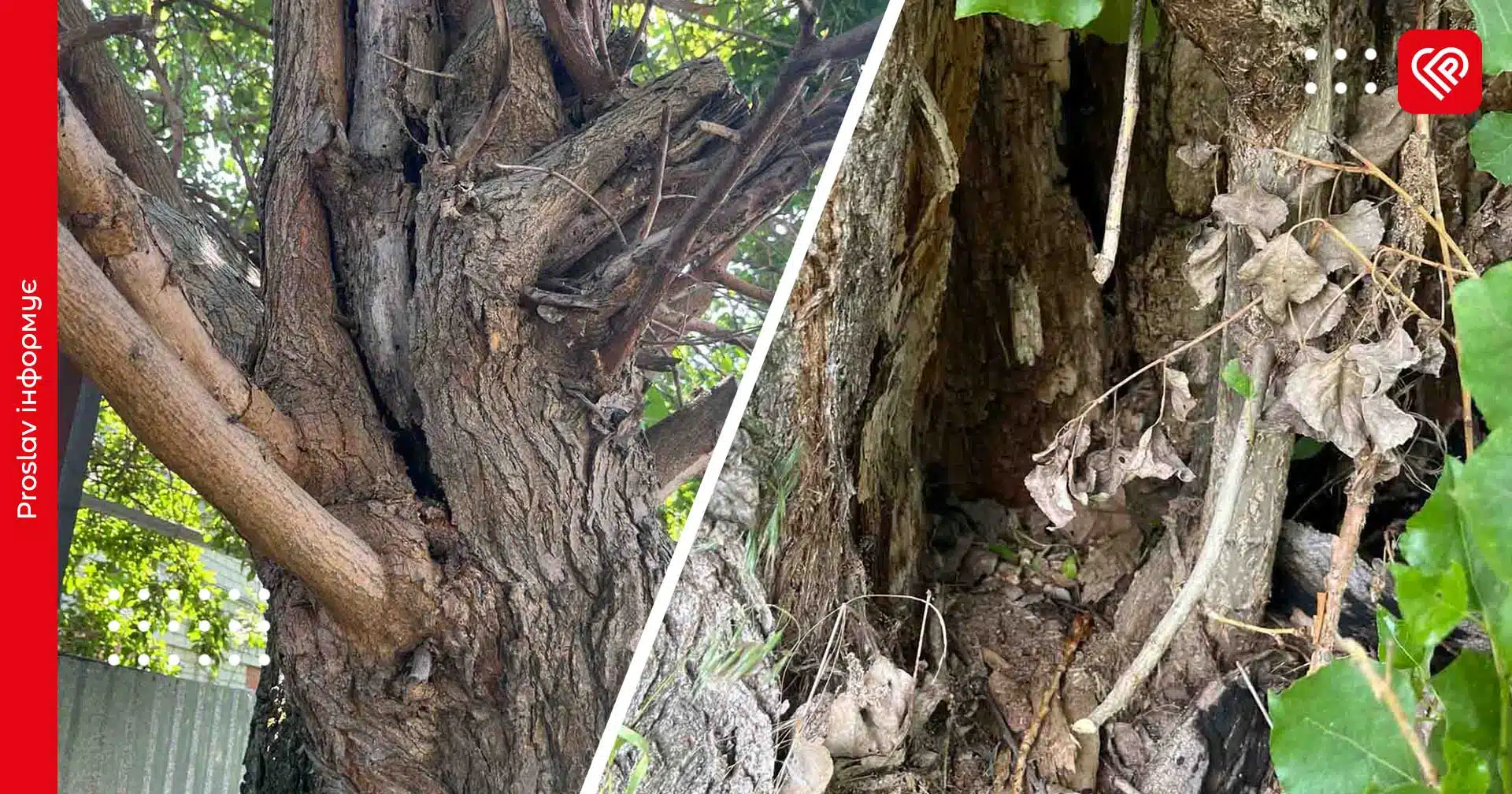 У Переяславі планують видалити та кронувати 21 дерево: рішення виконкому