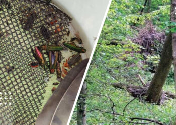 На Київщині запровадили екологічний карантин через небезпечного шкідника дерев