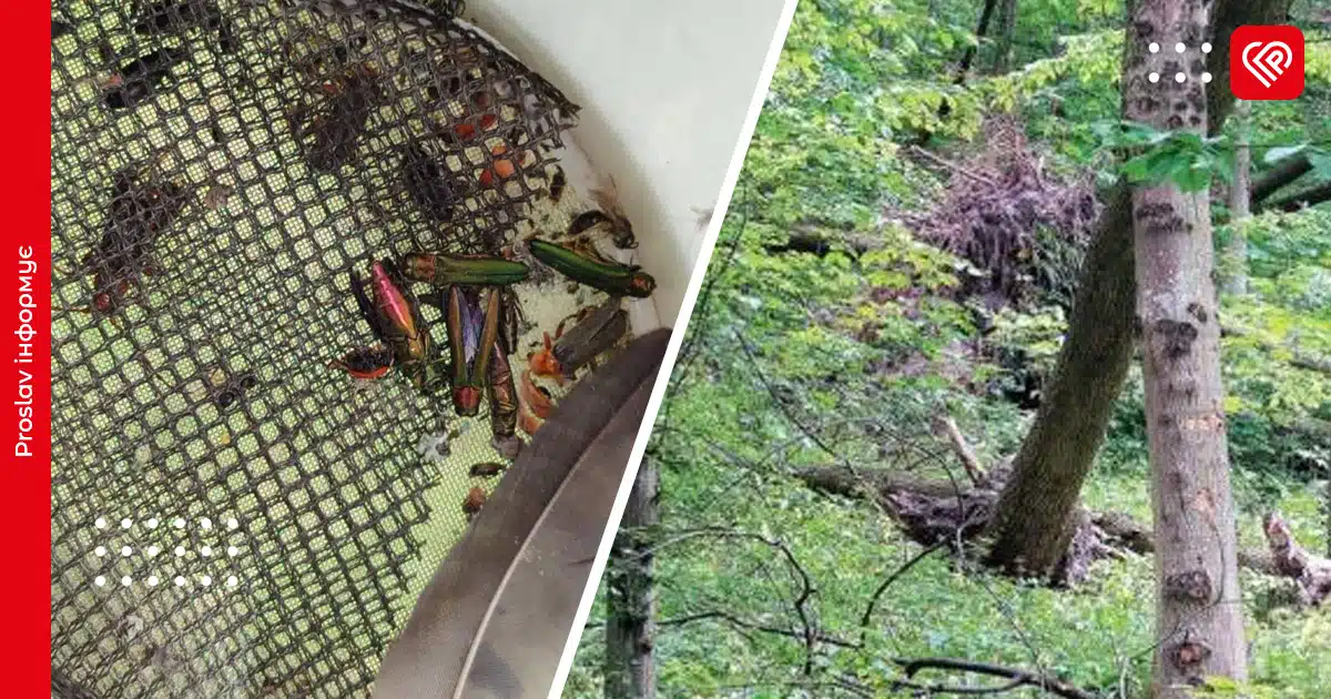 На Київщині запровадили екологічний карантин через небезпечного шкідника дерев