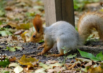 У Київській області очікується теплий день: прогноз погоди на 21 вересня