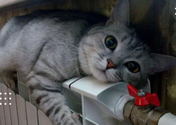 Експерт прогнозує, що тепло у Києві можуть дати лише в грудні, а Кличко попередив про найважчий опалювальний сезон