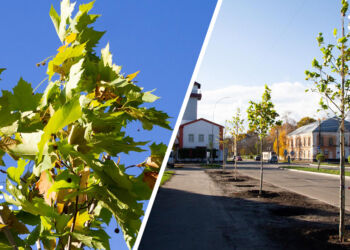 У Переяславі триває осіннє озеленення: на Покровській з’явилися нові дерева