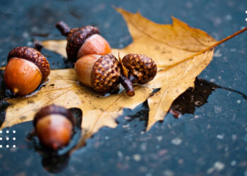 Прогноз погоди: на Київщині 11 жовтня знову задощить