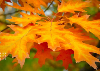 З якої погоди розпочнеться останній тиждень місяця на Київщині: прогноз на 27 жовтня