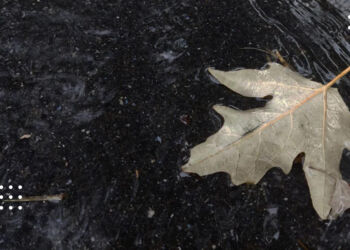 Прогноз погоди: на Київщині в останній день жовтня задощить