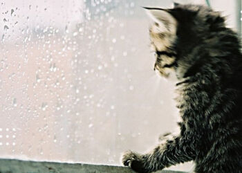 Прогноз погоди 4 жовтня: вдень на Київщині може піти дощ