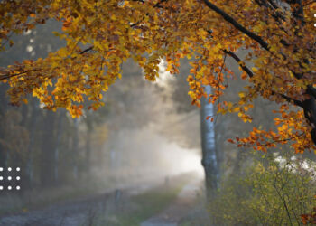 Київщину вкриє осіння прохолода: синоптики зробили прогноз погоди на 6 жовтня
