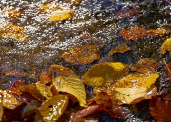 У Київській області задощить: прогноз погоди на 8 жовтня