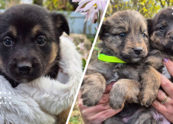 У Переяславській громаді шукають дім для цуценят: ГО «У добрі руки» закликає забрати малечу до морозів