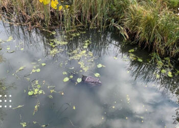 У річці Трубіж у Переяславі виявили тіло жінки