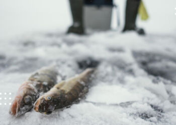 З 1 листопада на водоймах Київщини запроваджують сезонну заборону на вилов риби у зимуавальних ямах