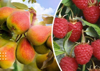 Які плодові дерева та ягідні кущі гарно приживаються під зиму: найкращі сорти для осінньої посадки