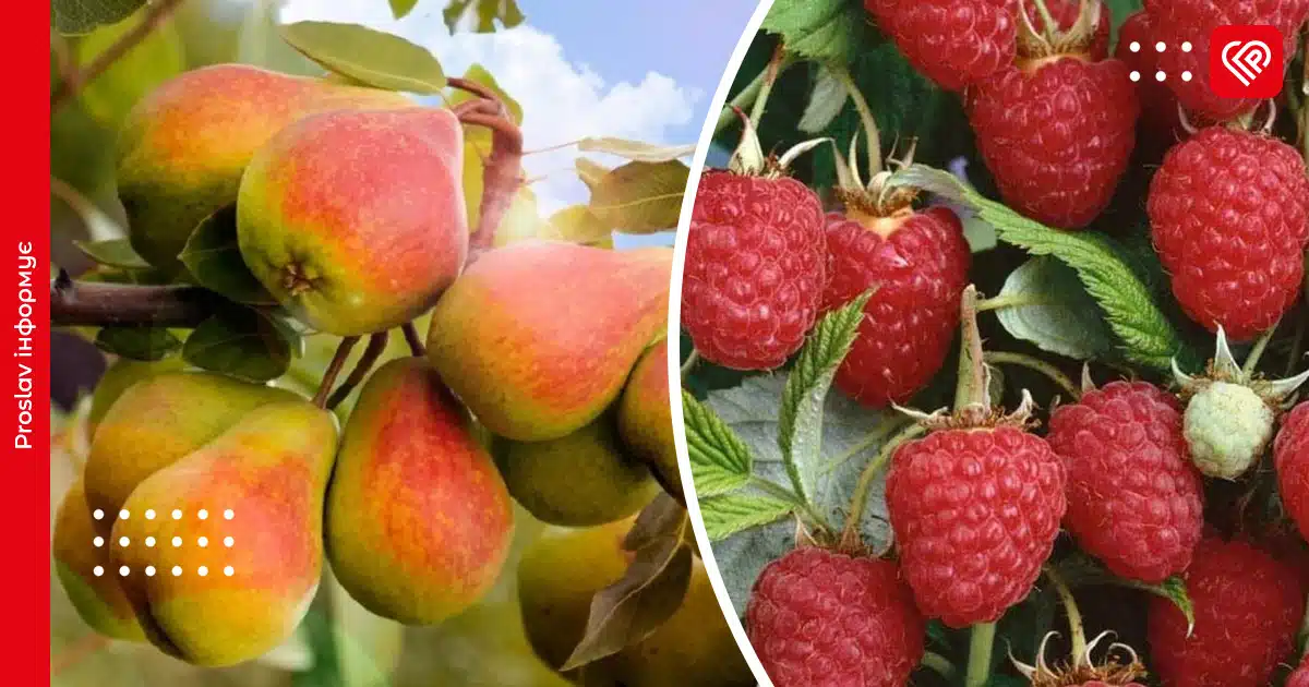 Які плодові дерева та ягідні кущі гарно приживаються під зиму: найкращі сорти для осінньої посадки