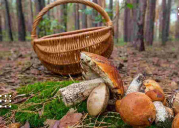 Які гриби збирати у листопаді: поради досвідчених грибників
