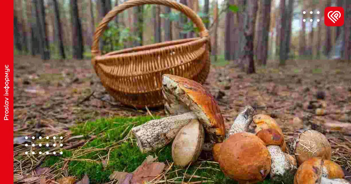 Які гриби збирати у листопаді: поради досвідчених грибників