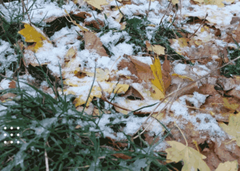 На Київщині стане прохолодніше, можливі дощі та мокрий сніг