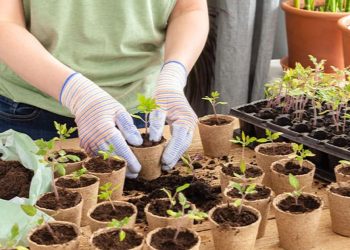 посівний календар на грудень 2025