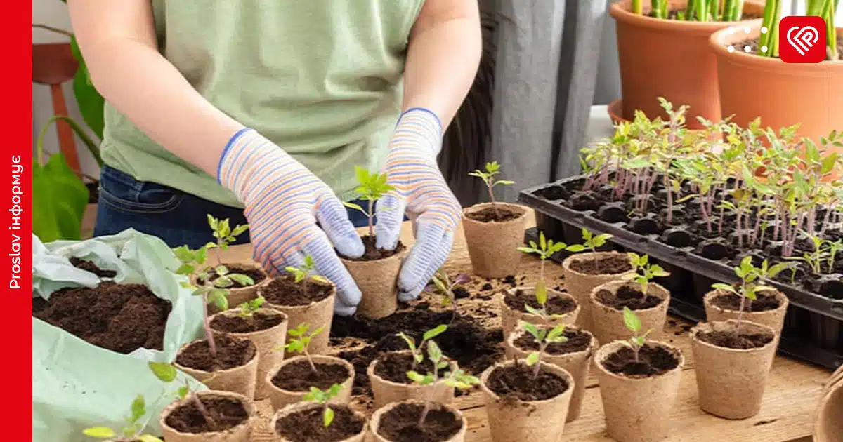 посівний календар на грудень 2025