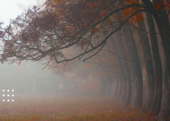 Під ранок Київщину встелить туманом: прогноз погоди на 13 листопада