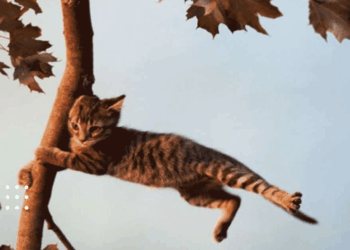 Прогноз погоди: синоптики попередили про сильні пориви вітру 18 листопада на Київщині