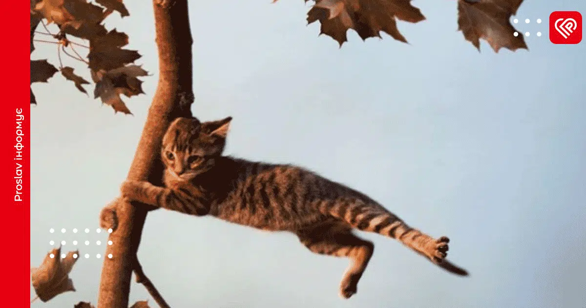 Прогноз погоди: синоптики попередили про сильні пориви вітру 18 листопада на Київщині