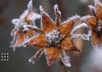 Прогноз погоди на 20 листопада: вночі на Київщині знову вдарить мороз